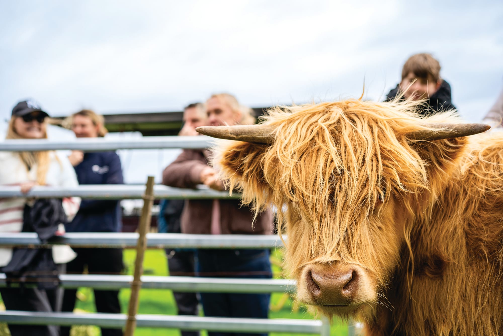 Meet the shaggy stars of new Highland cattle experience
