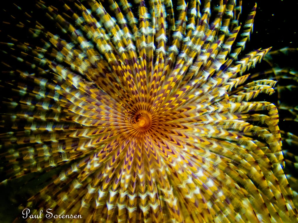 These fan worms are found in large colonies commonly seen under piers by the pylons especially in areas like Port Phillip Bay. Photo: Paul Sorensen