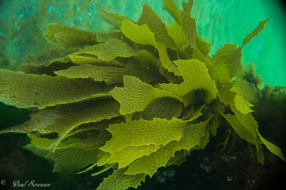 A Marine Mili series: Victorian Kelp