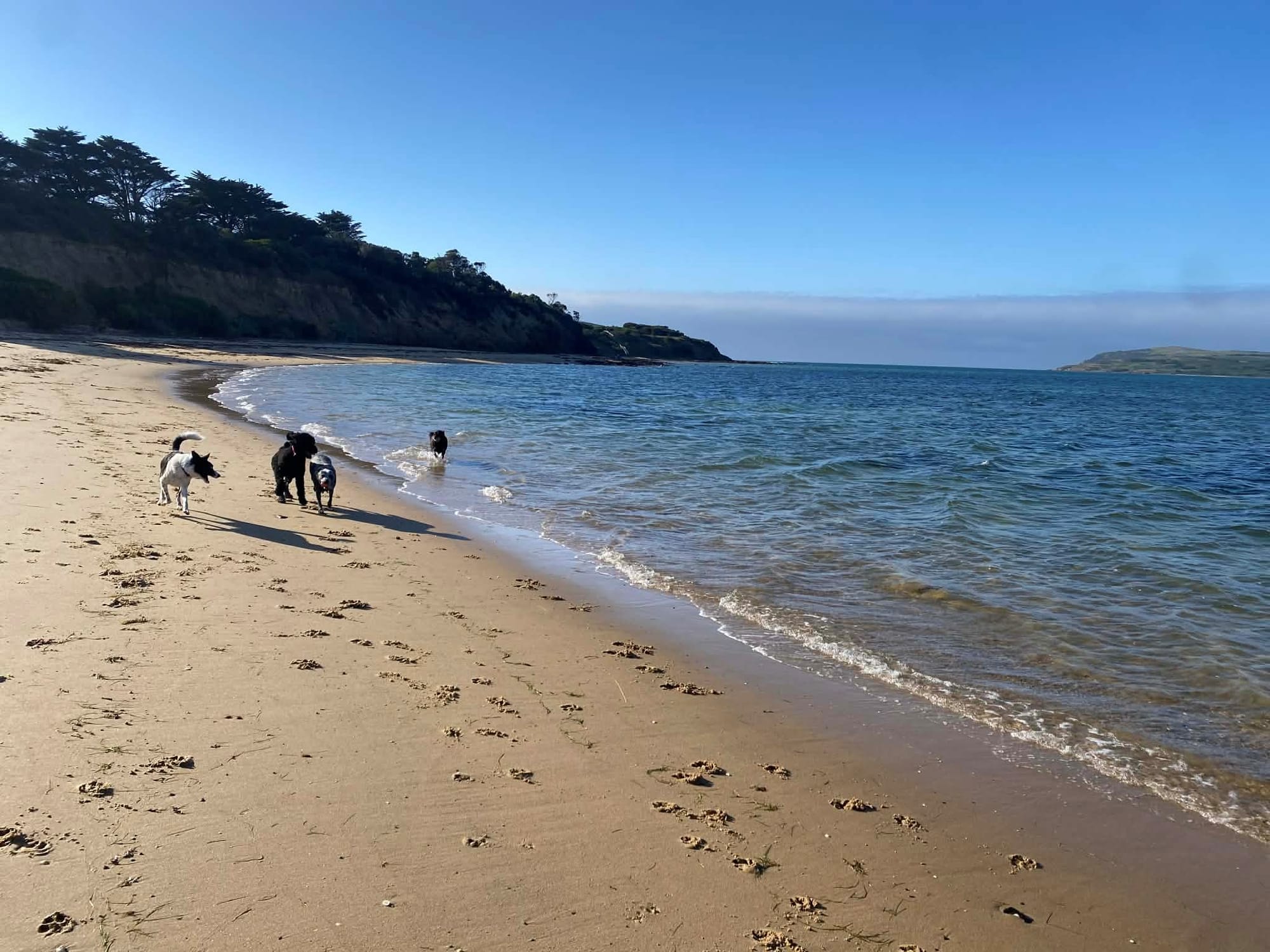 Dogs reined in, seasonal restrictions now in place