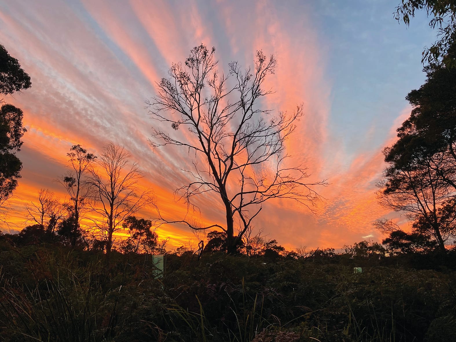 Dying trees can't sustain wild koala population