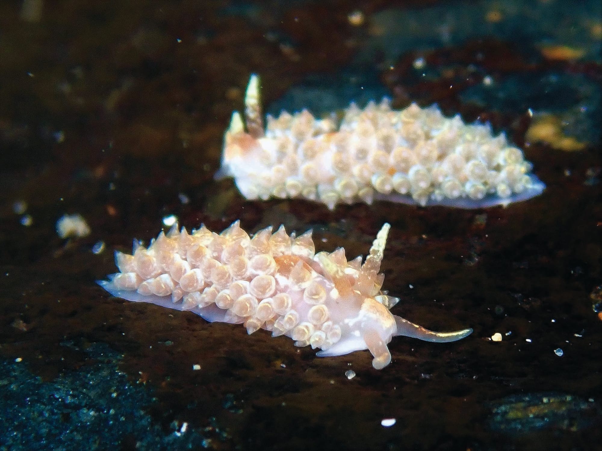 Slug it out at San Remo