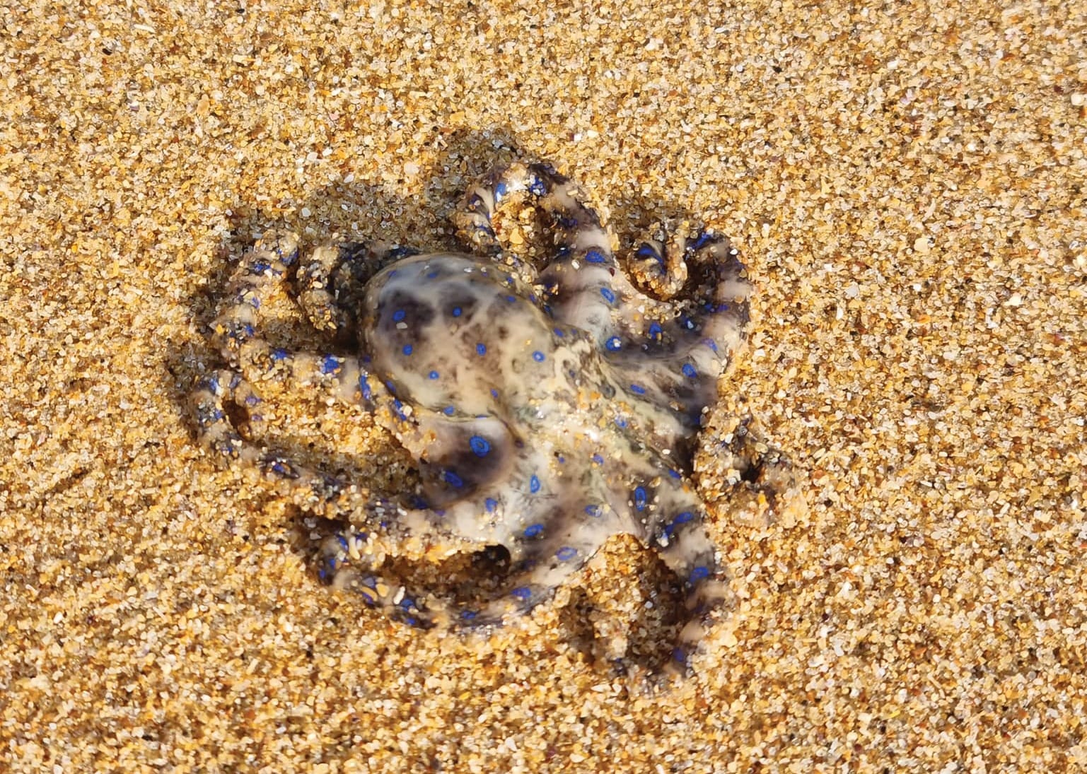 Blue-ringed octopus warning