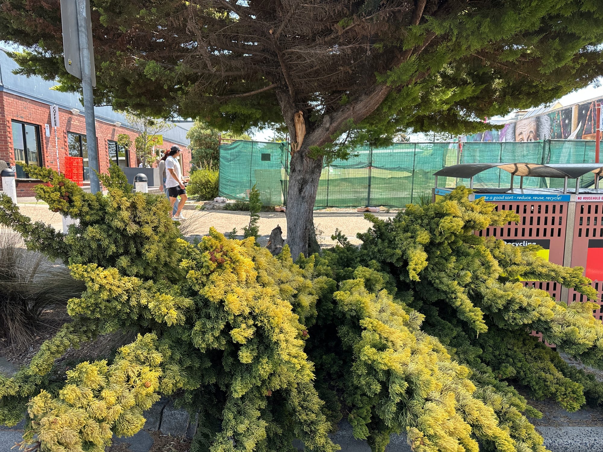 Another Golden Cypress damaged in Cowes