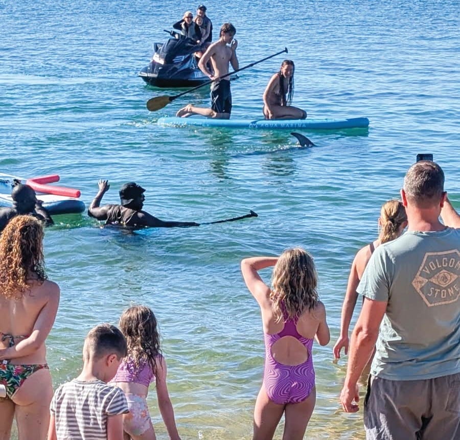 Keep your distance from dolphins