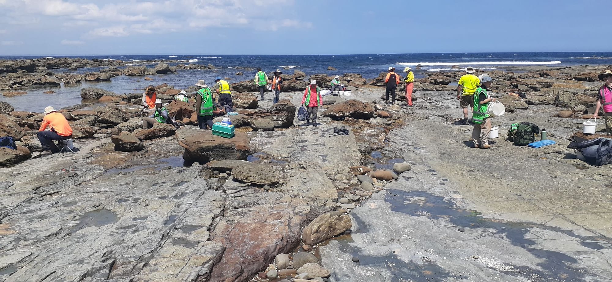 More dinosaurs discovered in Inverloch