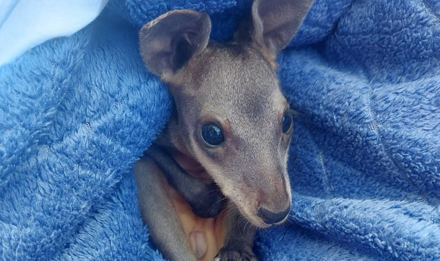 Wildlife, purple bin key funding priorities