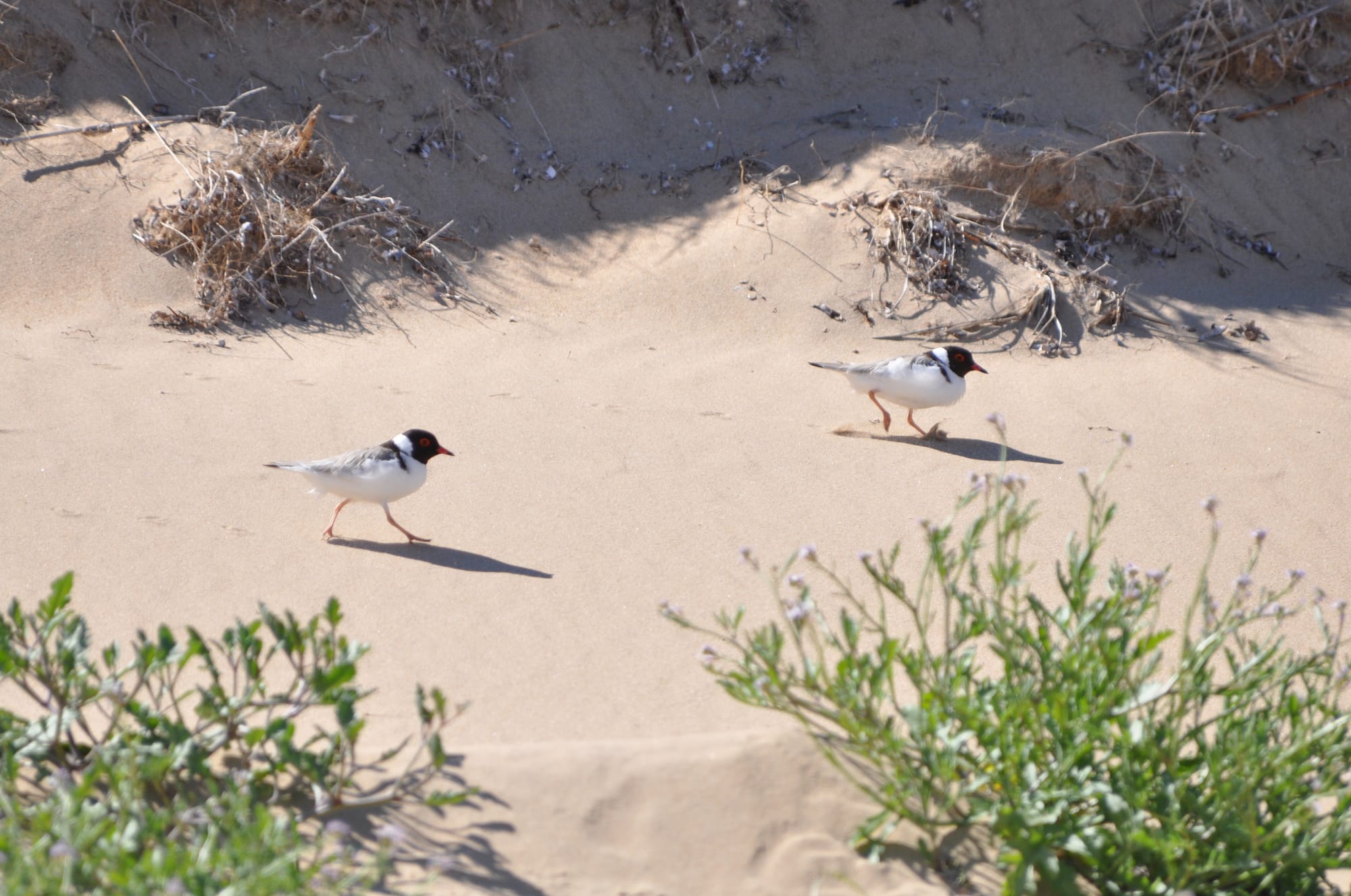 Help protect vulnerable shorebirds this Easter