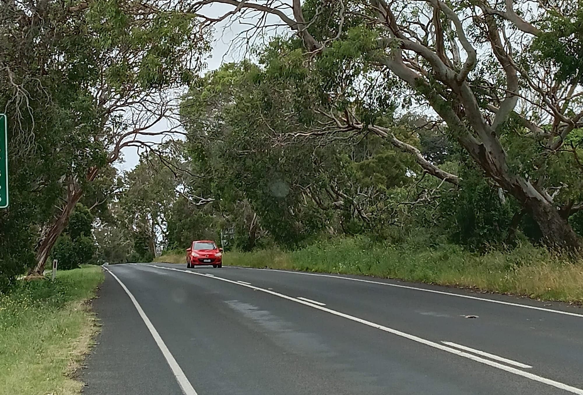 Trees a hazard on Phillip Island Road