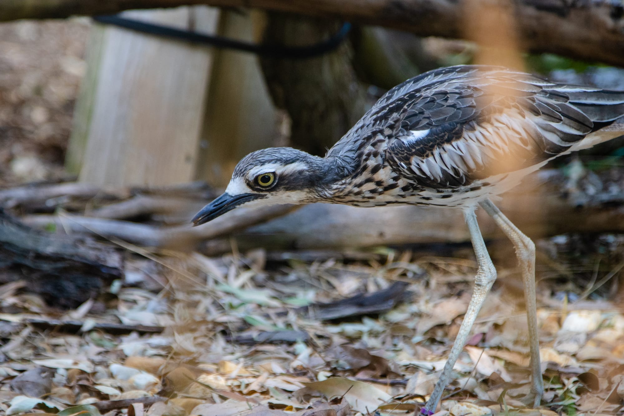 How to help the curlew