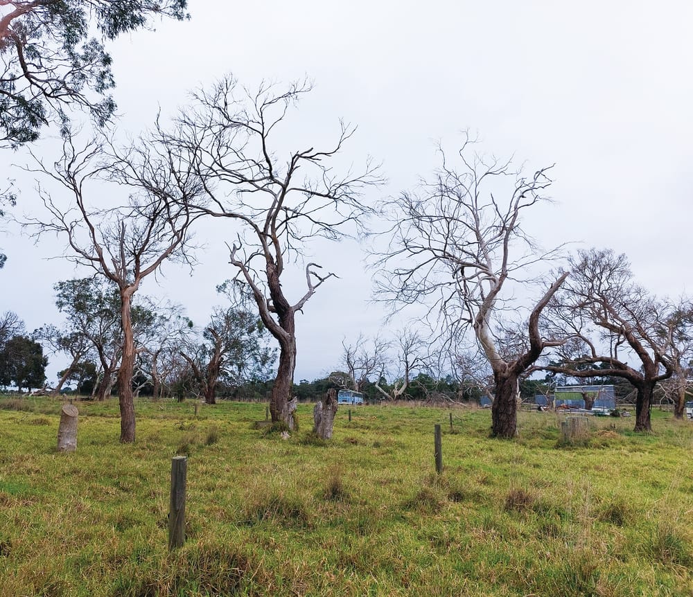 Island tree dieback accelerating: farmer post image