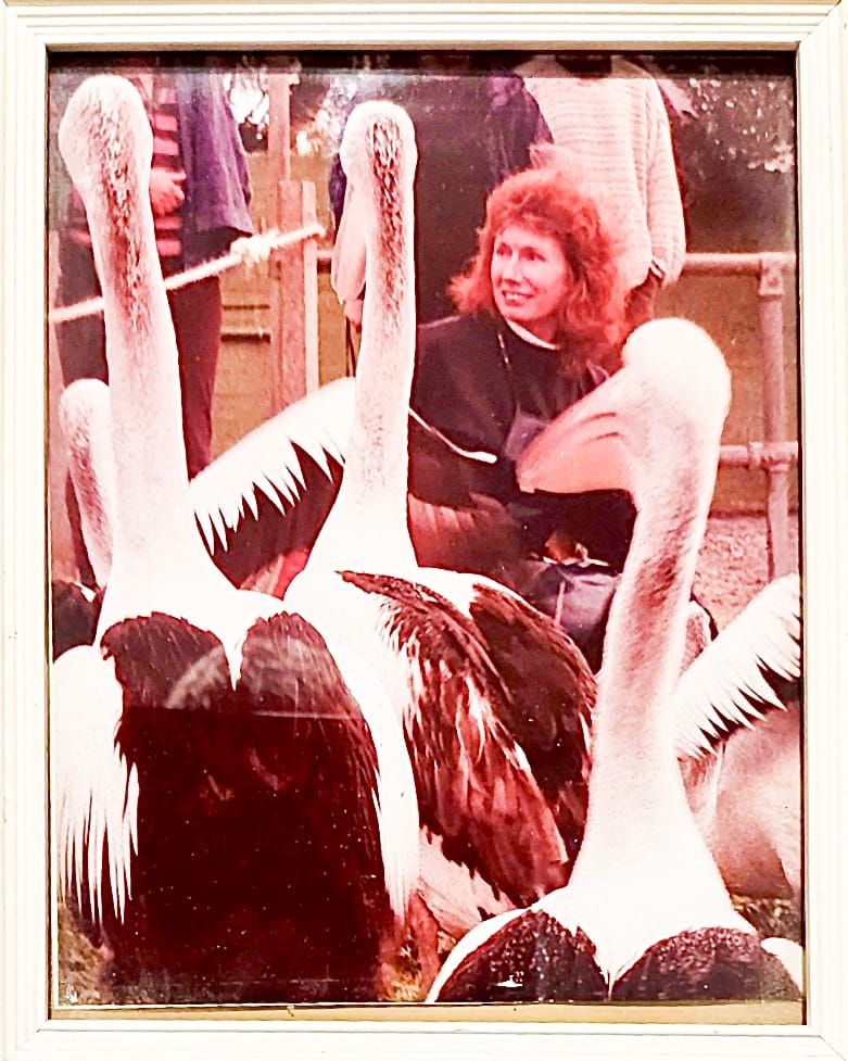 Pelican time in San Remo post image