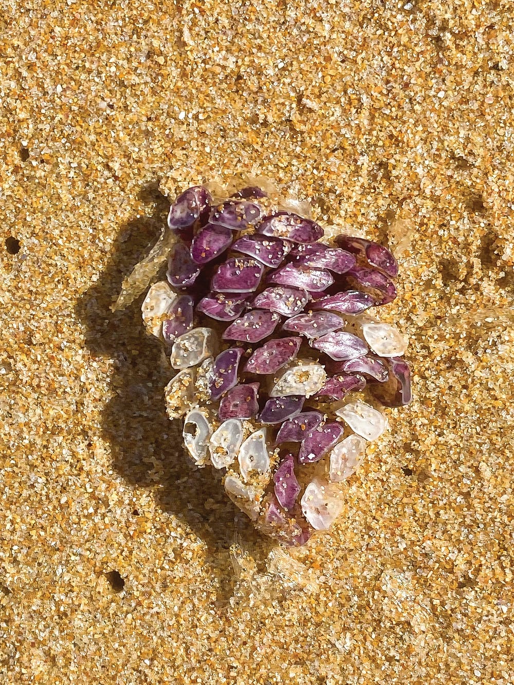 So pretty, yet they’re cannibals post image