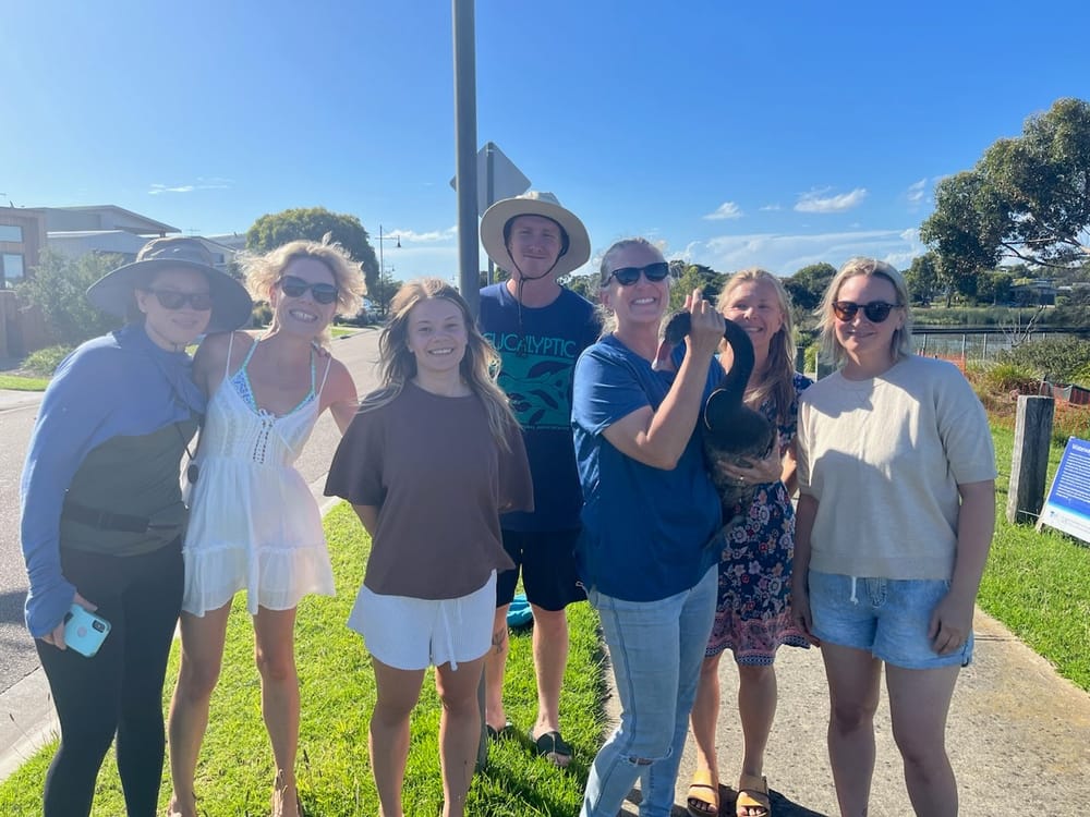 Swan on lake rescued post image