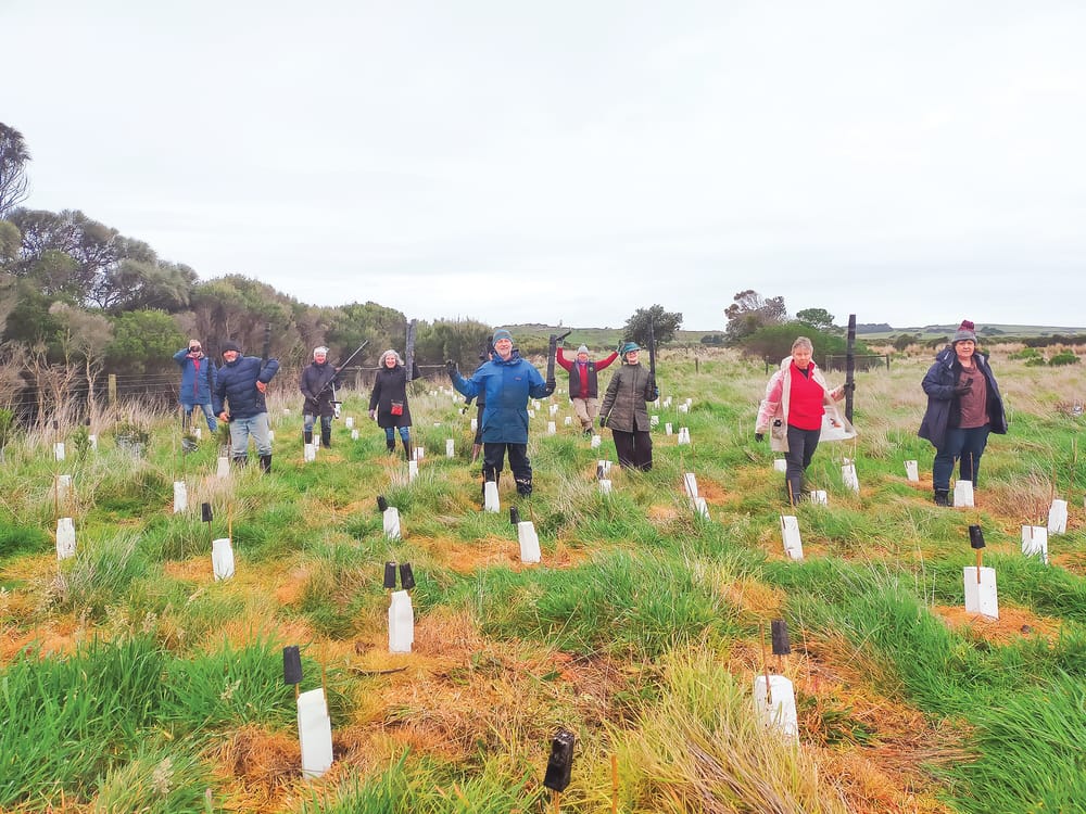 Plants and wires with Landcare post image