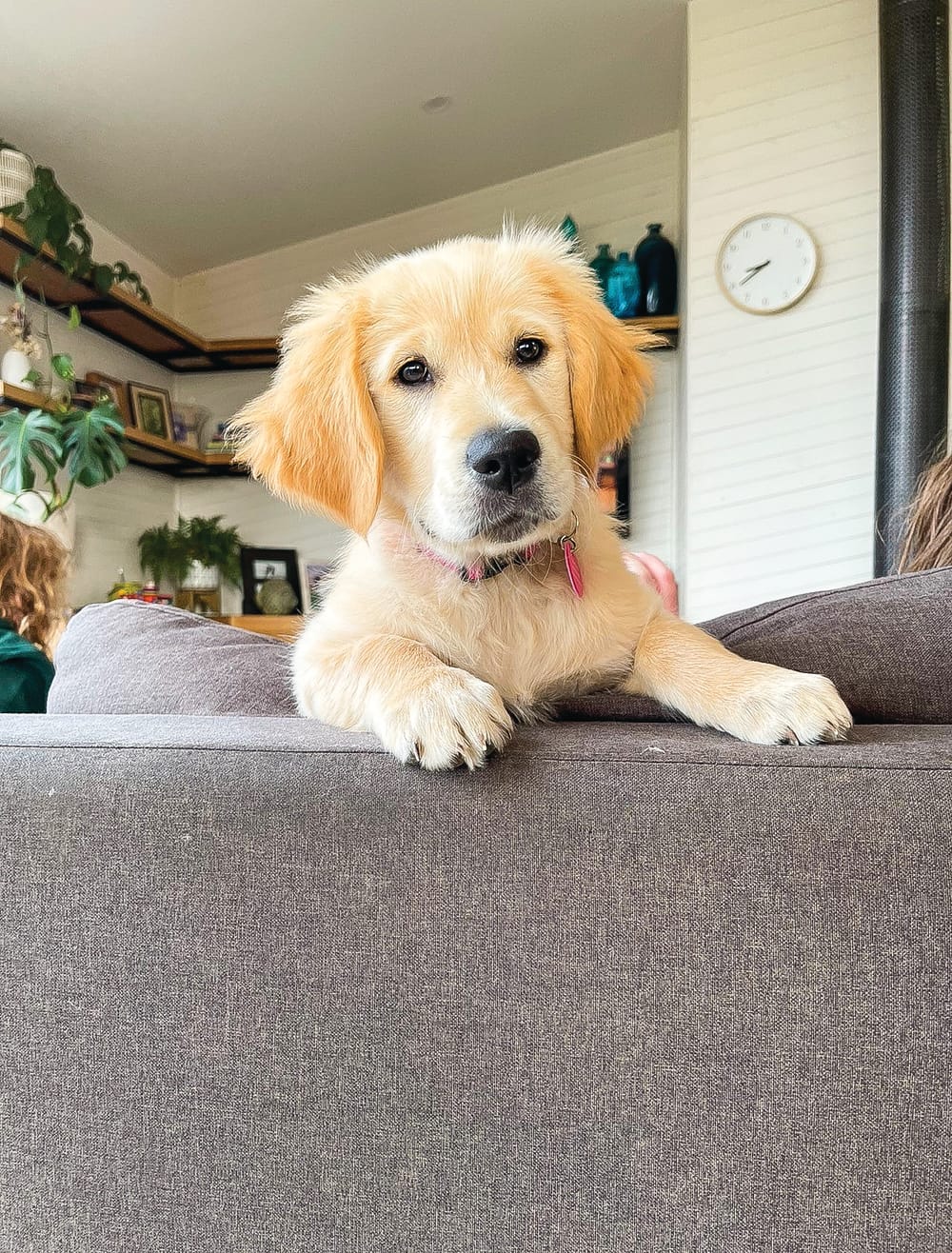 Lisa’s lowdown post image