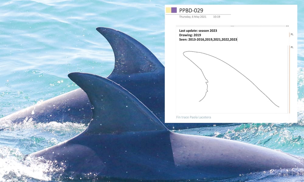 PICAL Term 4 Course Guide released post image