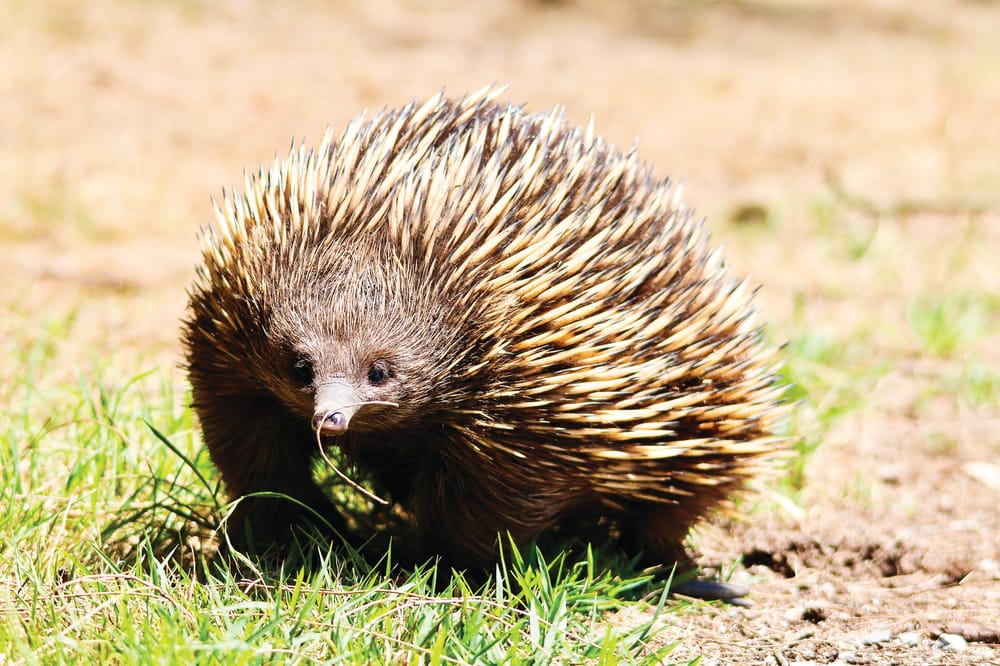 Petition calls for wildlife protection post image