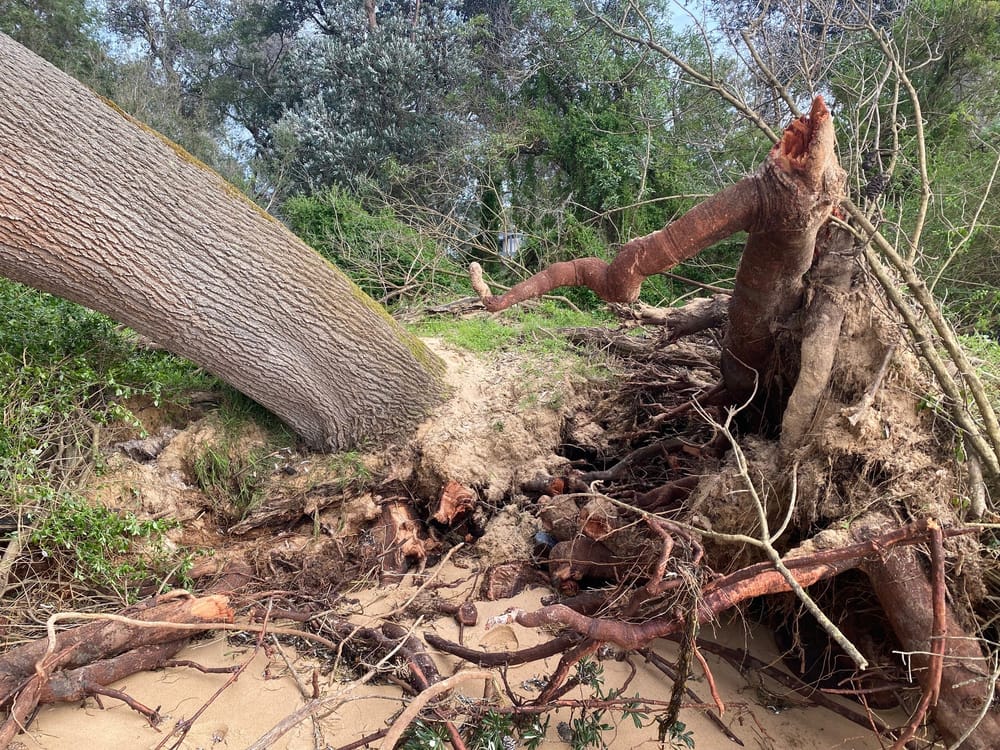 Council warned about potential impact on Silverleaves post image