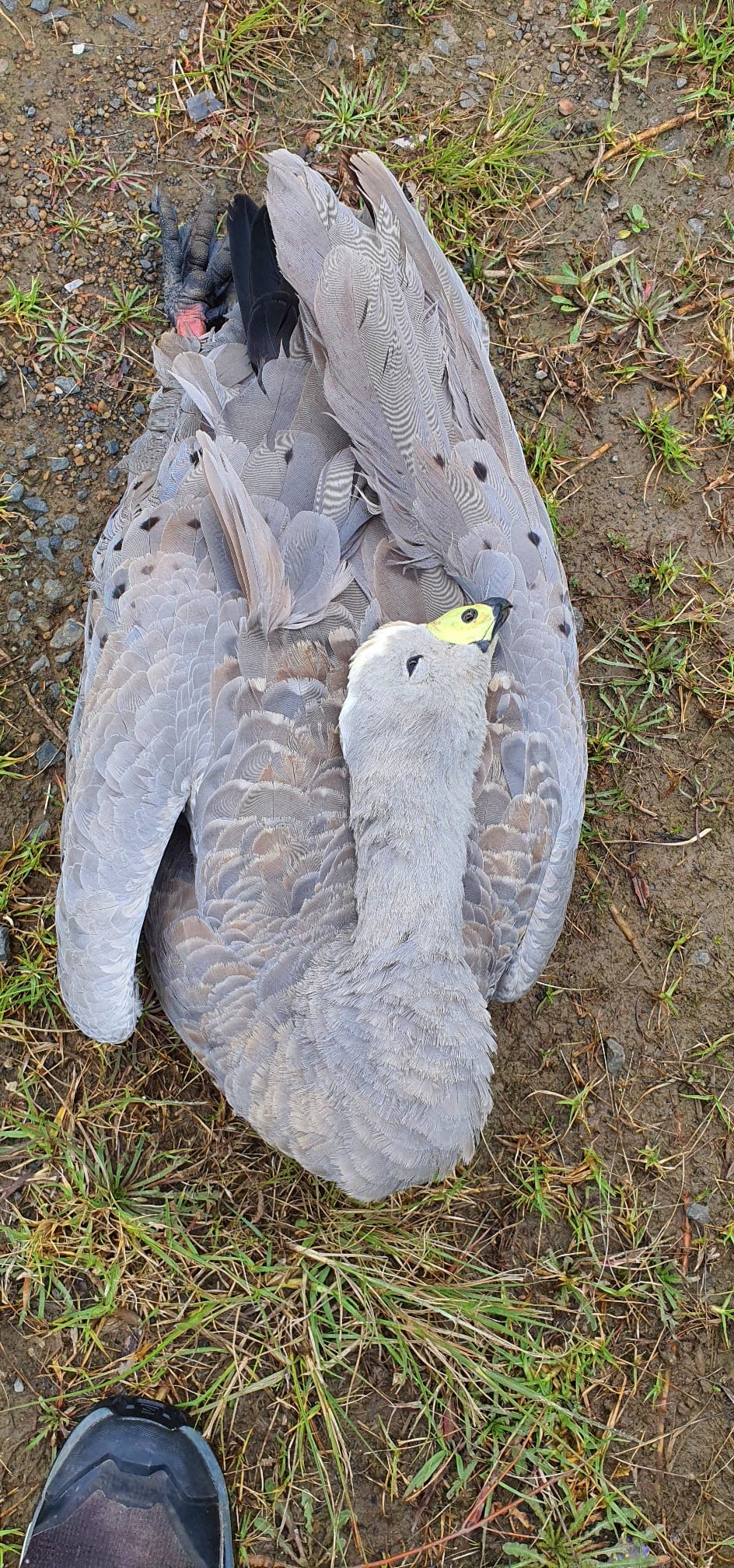 Spate of geese killings on roads post image