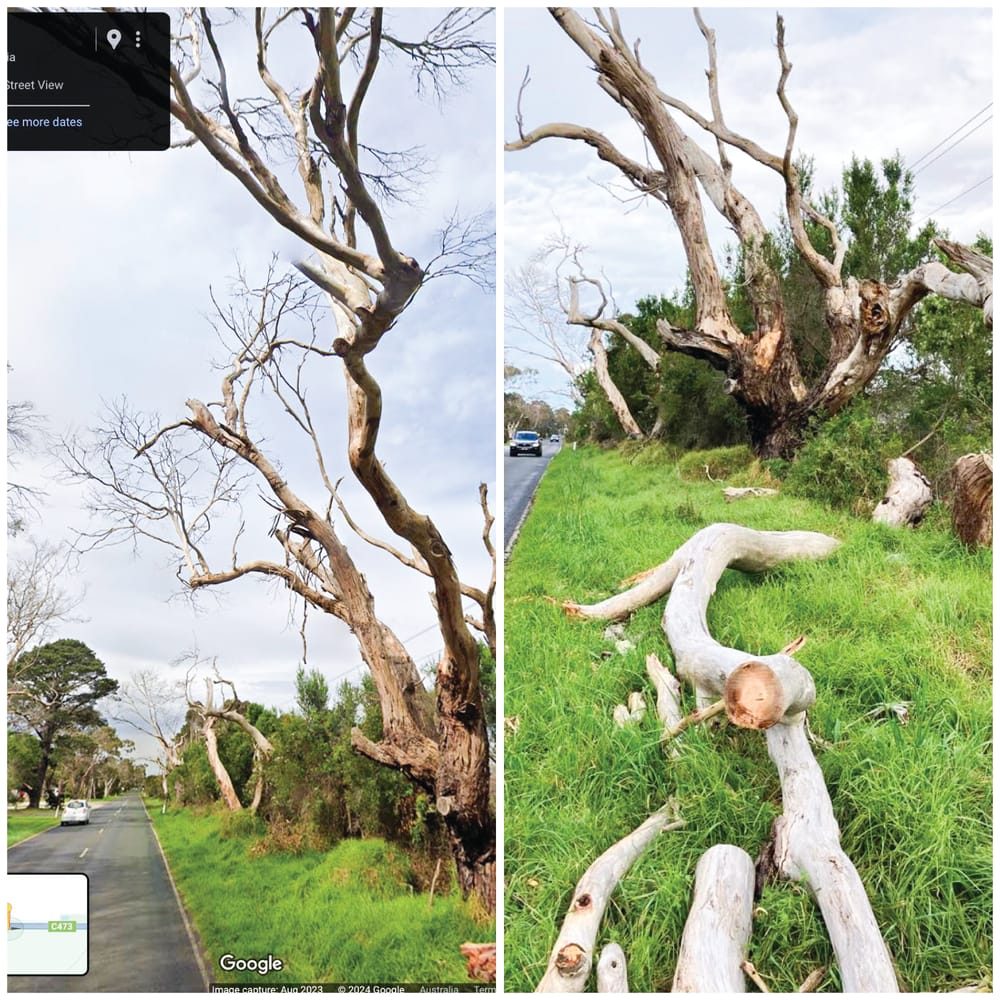 "Lucky I wasn't killed": resident in shock after tree falls on Ventnor Road post image
