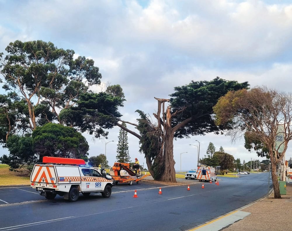 Barking up the wrong tree on San Remo trees? post image