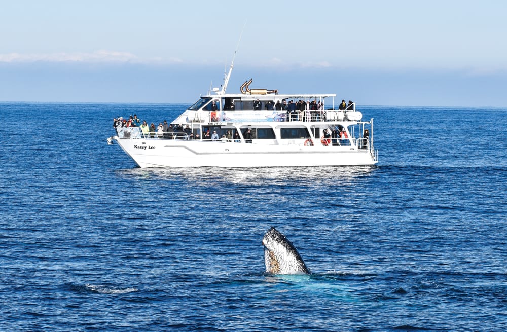 Go whale watching with Wildlife Coast Cruises post image