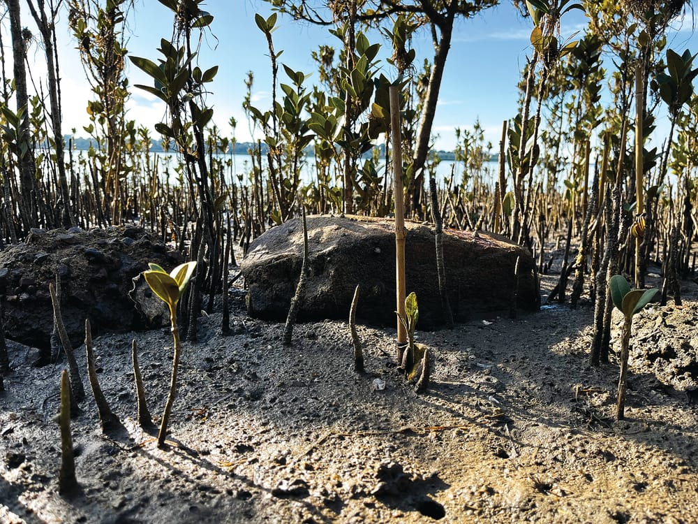 Fish habitat restored post image