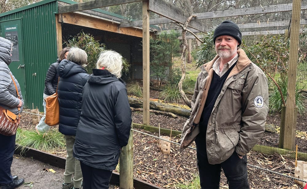 Bush stone curlews go wild post image