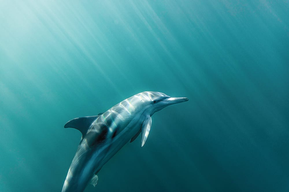 Transcendence in nature post image