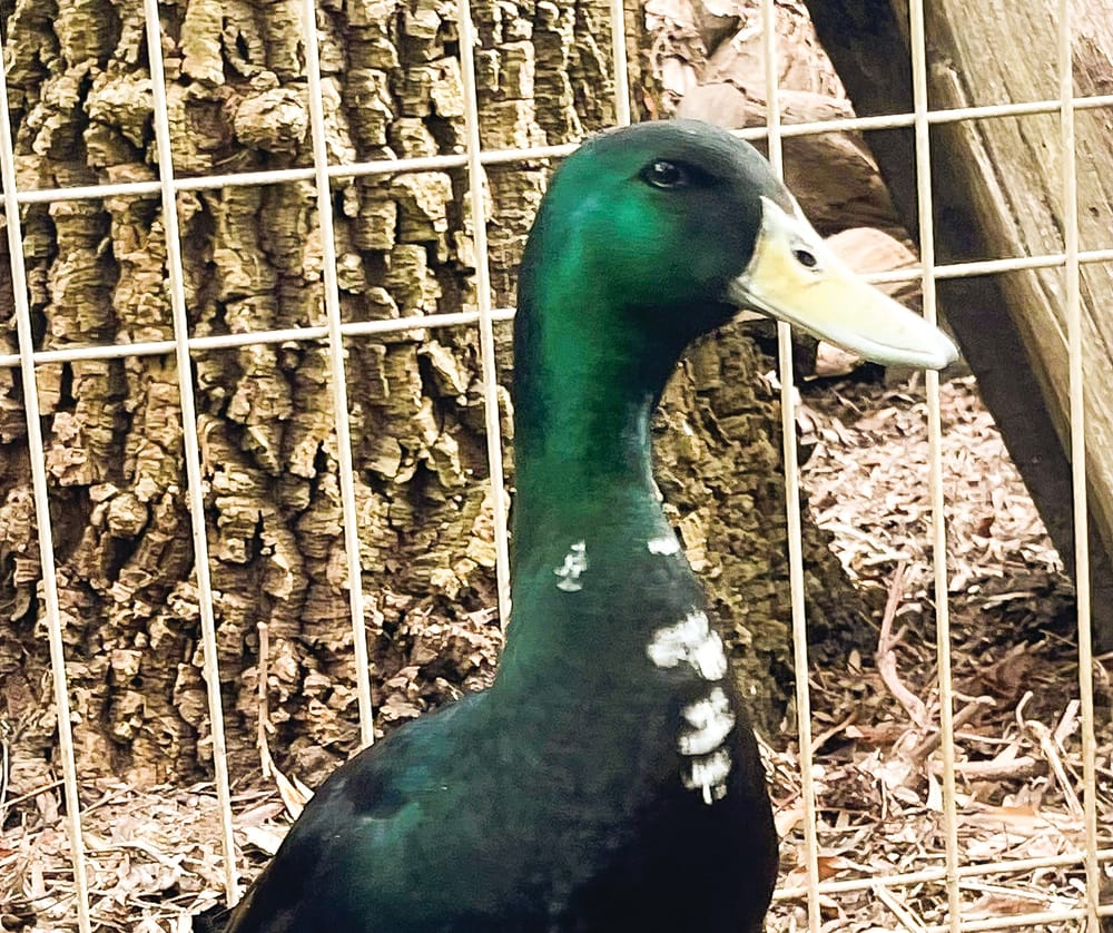 DAK's duck on last legs post image