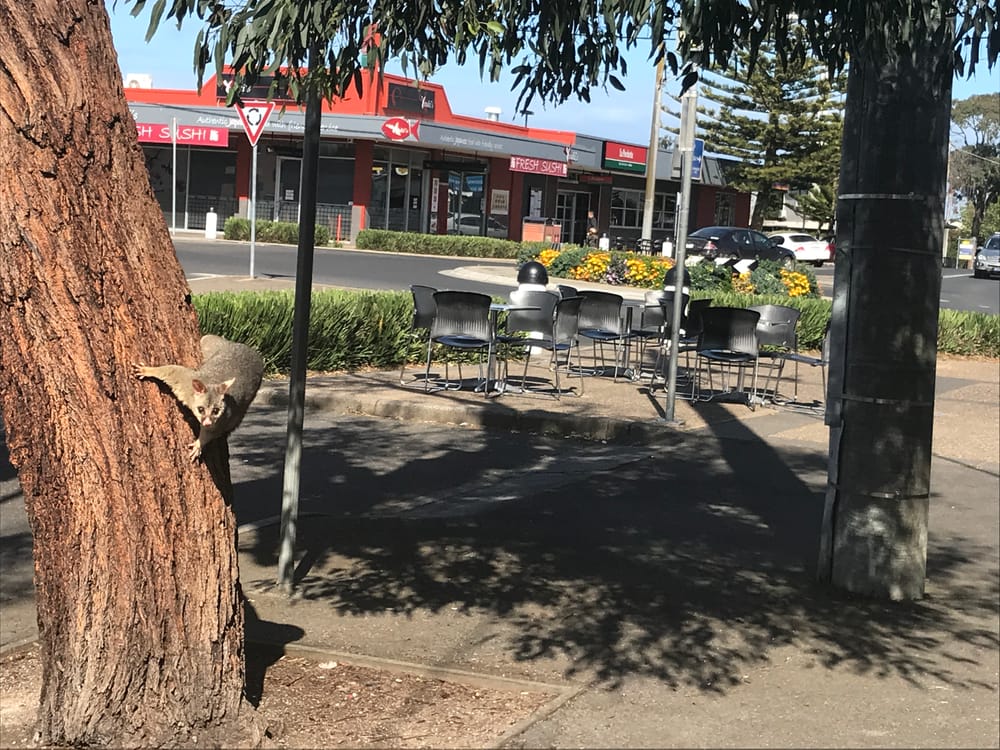 How to “balance” wildlife? post image