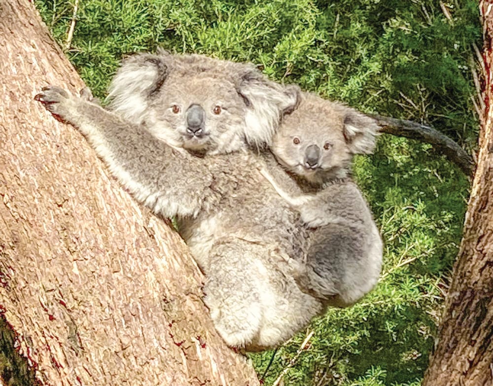 Calling all animal lovers post image