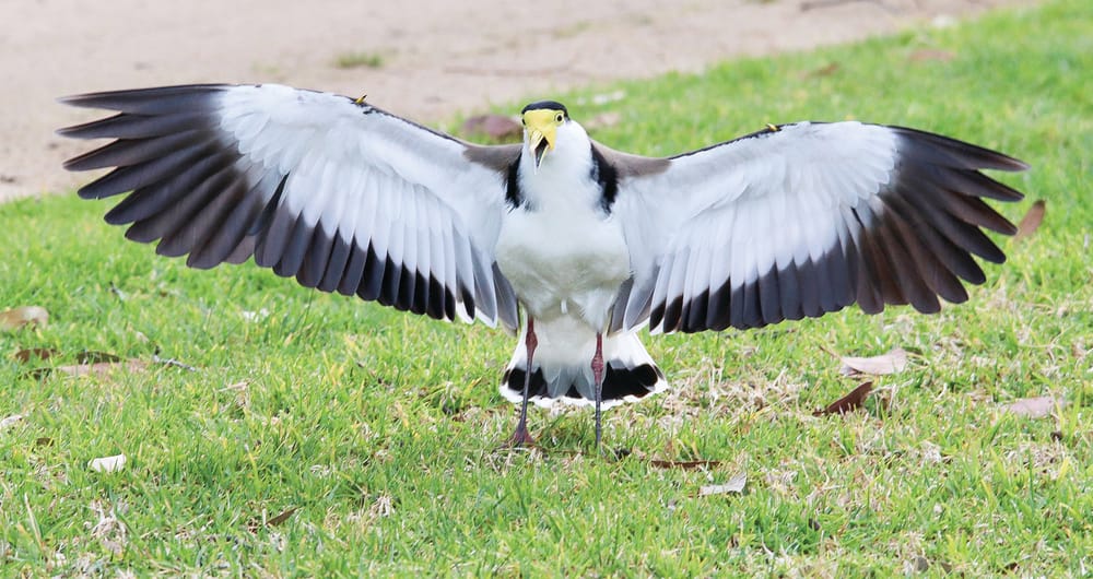 It's spring and birds are a swooping post image