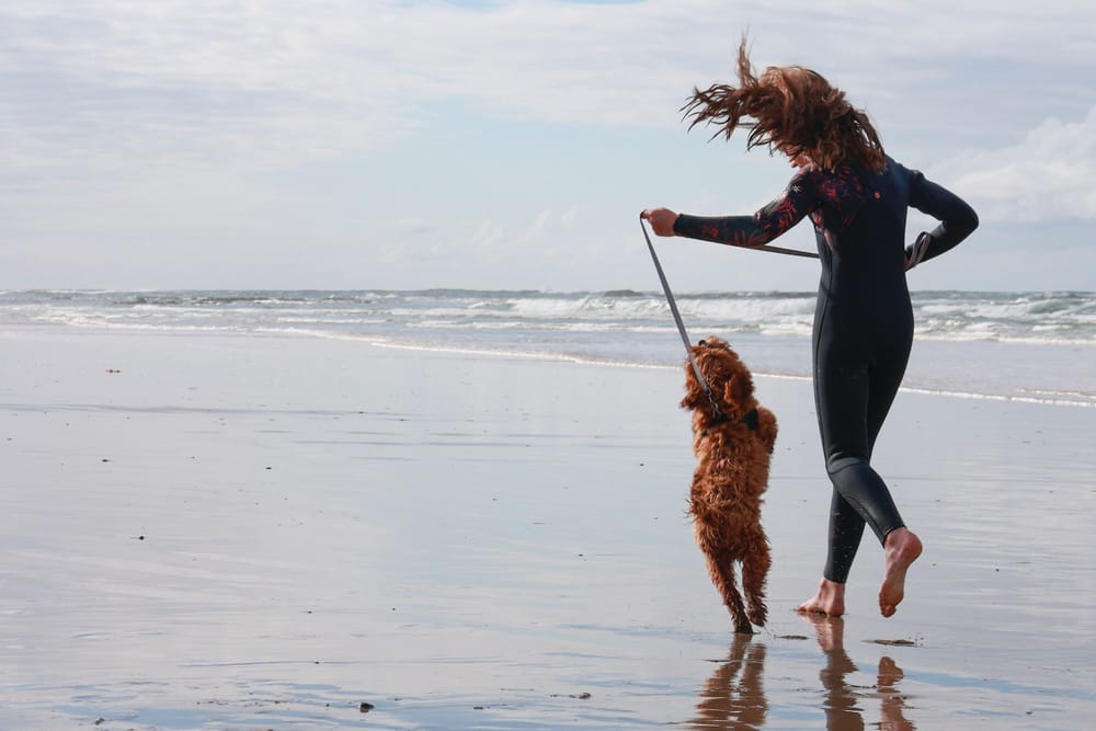 Where can I walk my dog on Phillip Island? post image