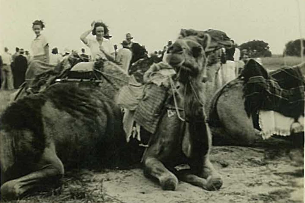 Close call with a camel post image