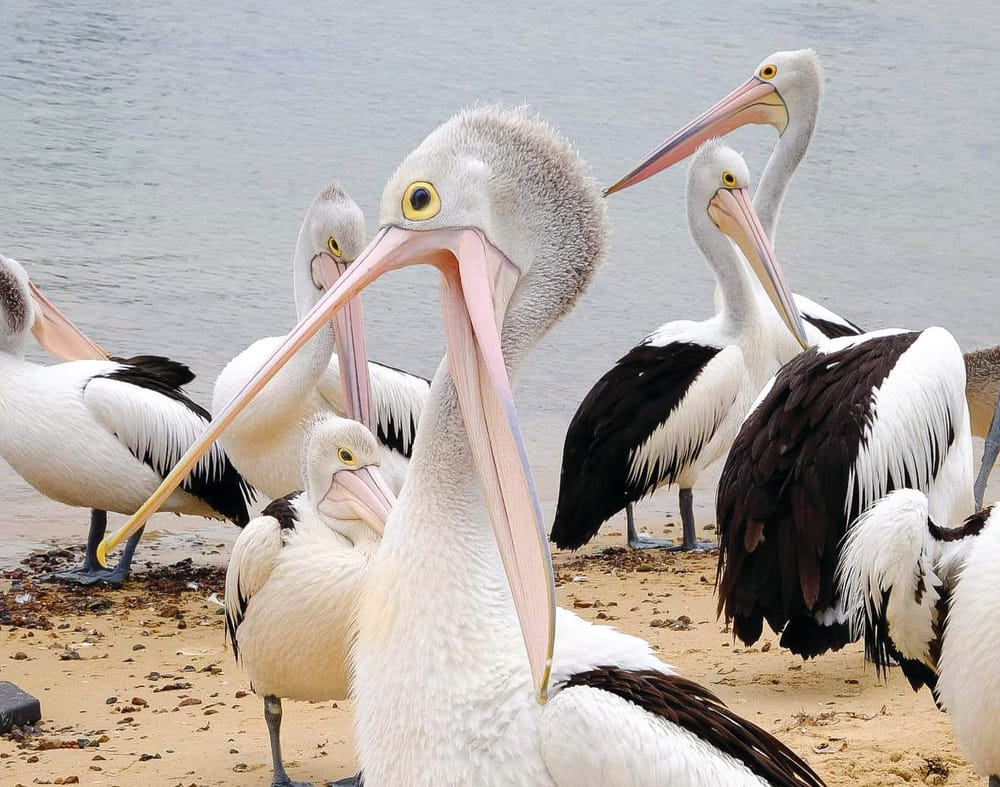 Island volunteers catching pelicans post image