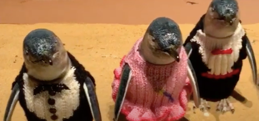 Penguin Parade official opening post image