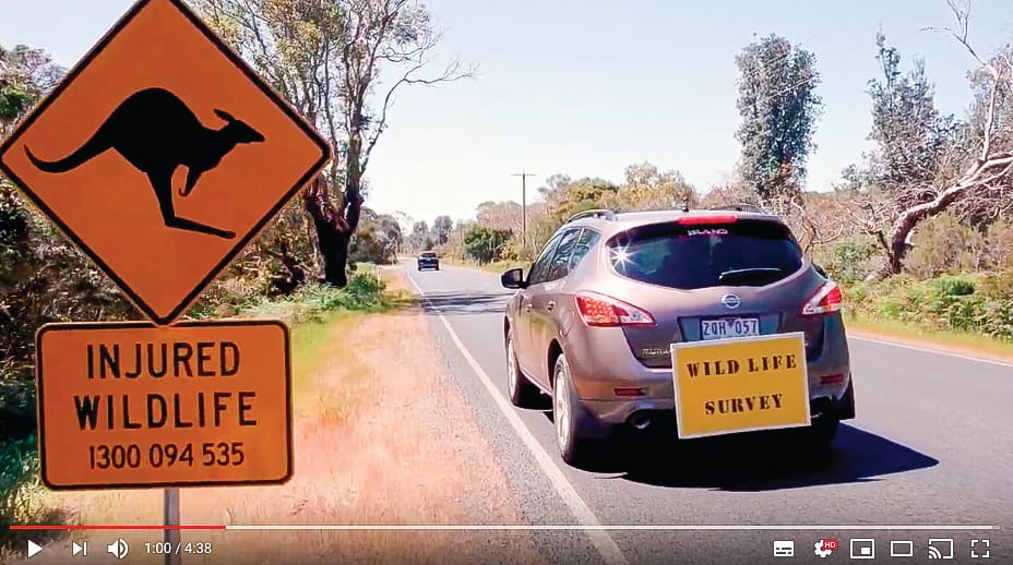 New roadkill study post image