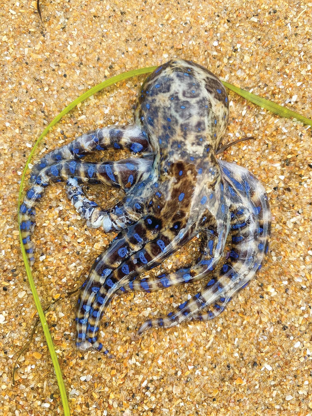 Blue-ringed octopus warning post image