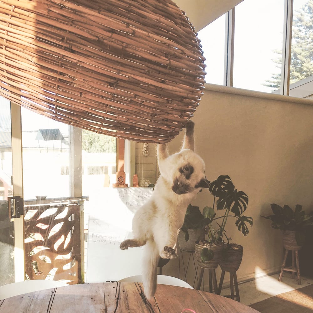 Diary of a family in quarantine #12 post image