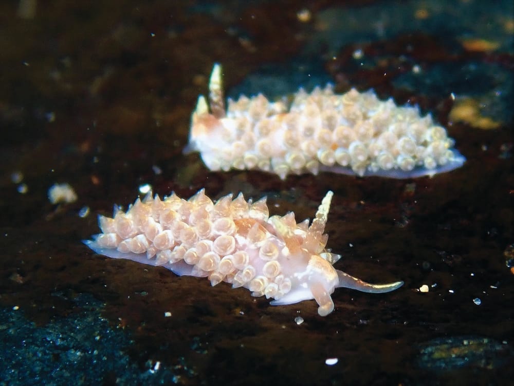 See slugs by the seashore post image