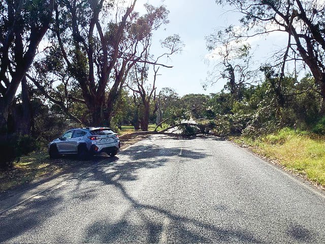 Trees continue to tumble post image