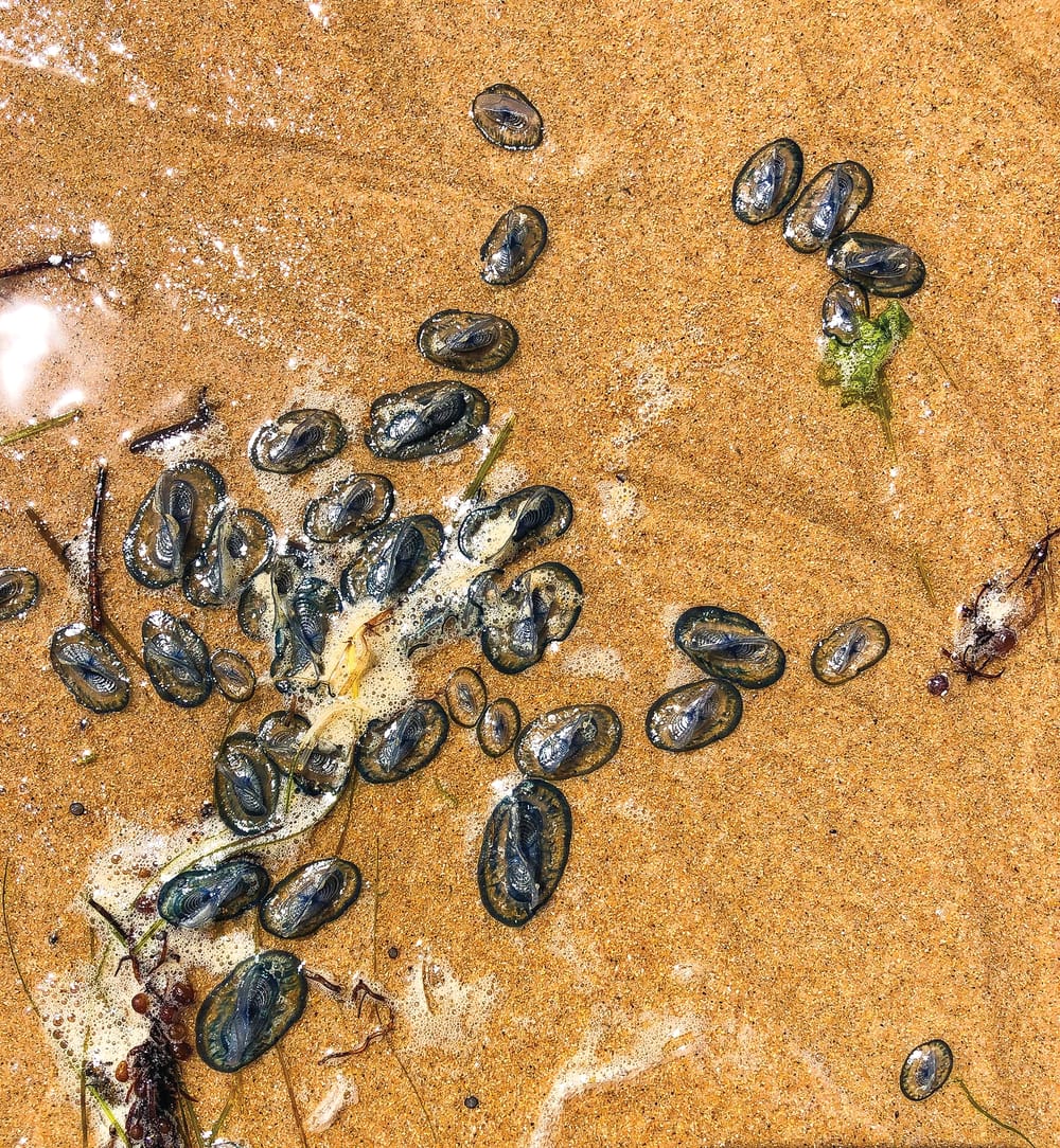 Blue, but not bottles post image