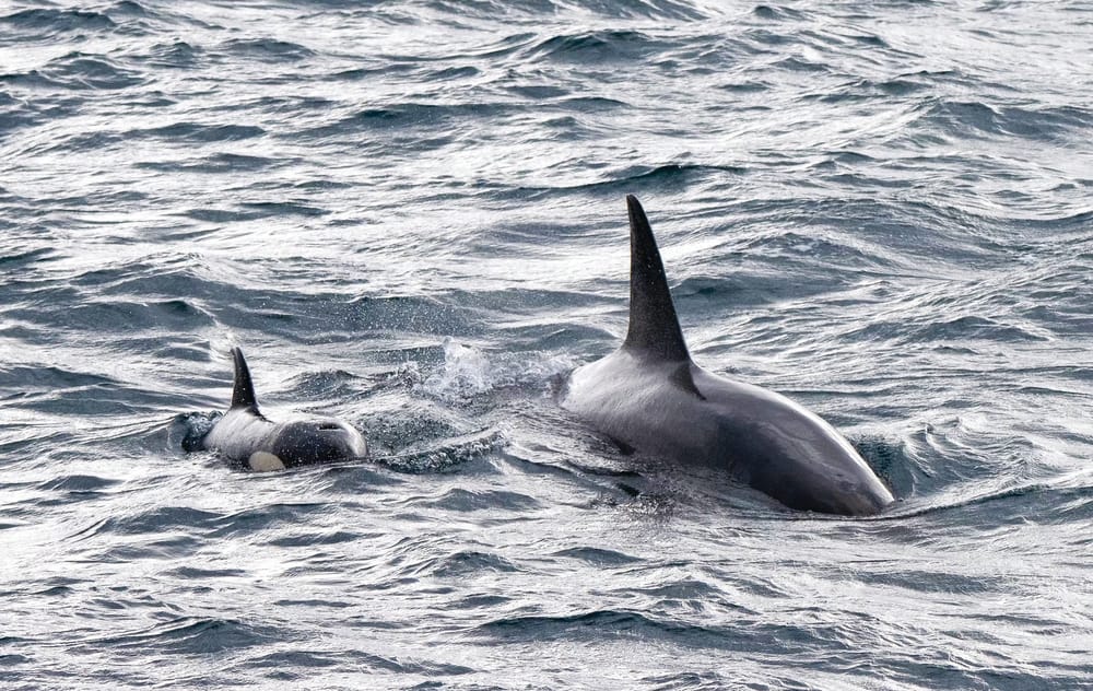 The wonder of whales post image