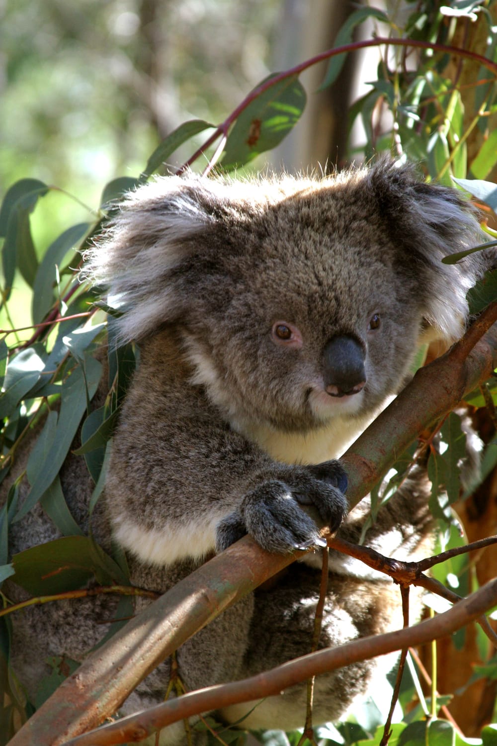 Friends of the Koalas AGM post image