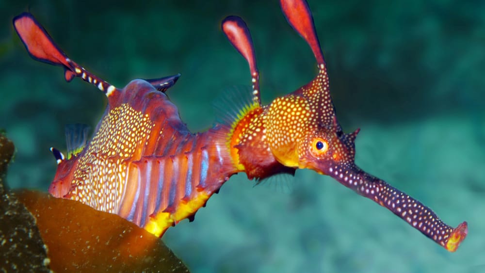 A Marine Mili series: A weed or a Weedy Sea Dragon? post image