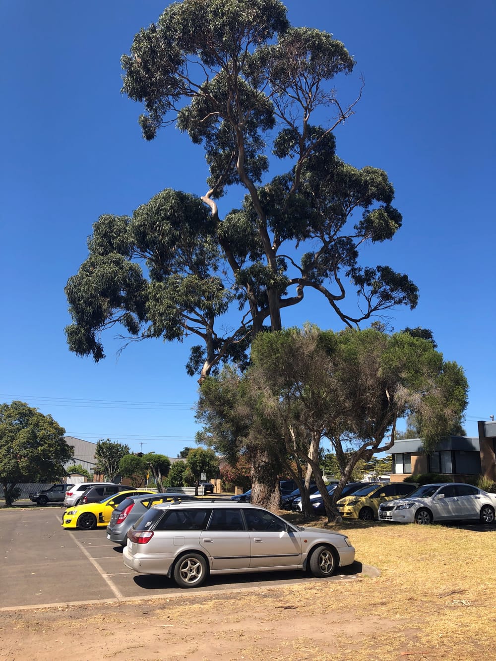More protection for town trees post image