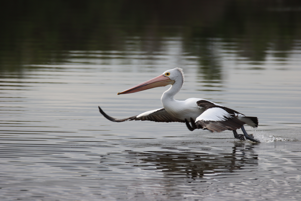 Take flight with the 2025 Aussie Bird Count: October 20–26 post image