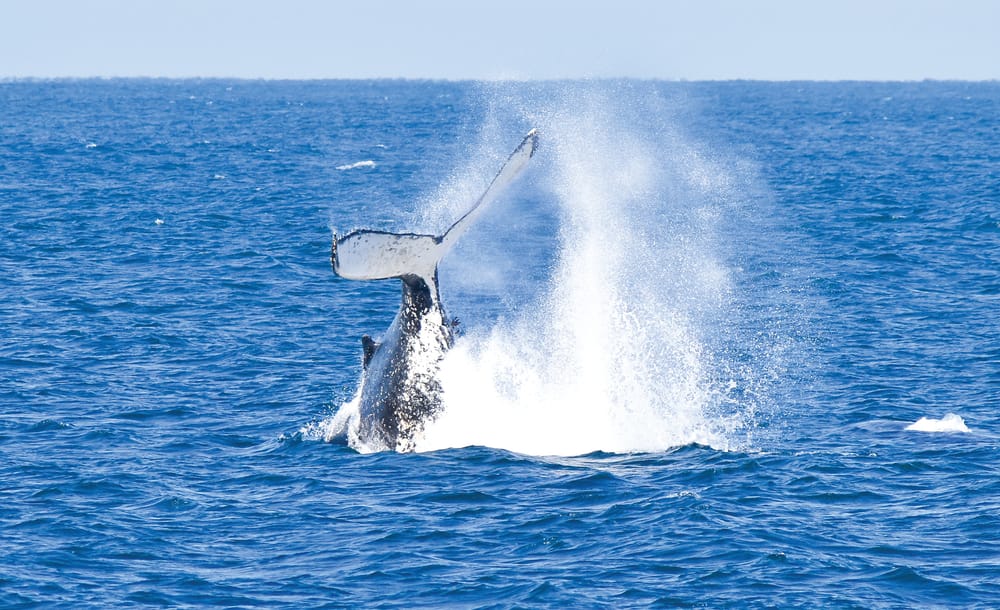 Island Whale Festival: The wonders of whale watching post image